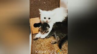 BEST FUNNIEST CATS AND DOGS VIDEOS 2024 FUNNY ANIMAL VIDEOS Full-HD
