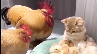 funny animal videos: smile, laugh, best funny short animal videos 2024 54