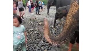 Funny elephants