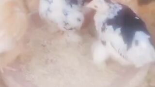 Little babies 3