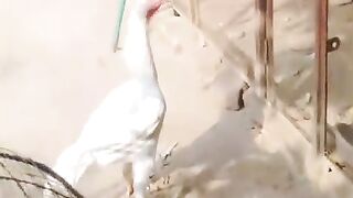 White looking