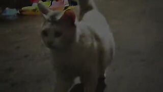 Cat jodget
