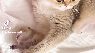 Cat and kitten 3