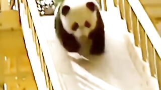 cute panda 4