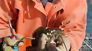 Masive Barnacles