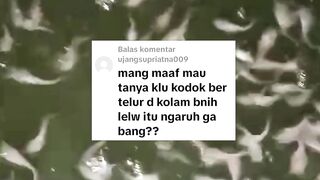 KODOK bertelur dikolam❗Apa berpengaruh ke ikan lele❓