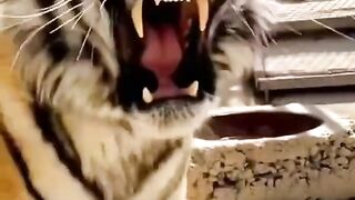 Funny videos of baby animal sounds pt 3