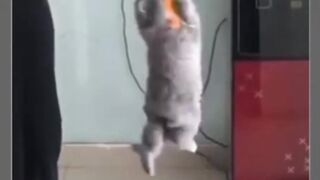 Try Not to Laugh: Impossible Fail Compilation