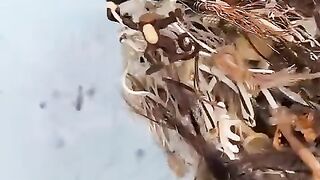 Shorts video 17