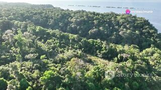 Amazing Facts About Amazon Rainforest