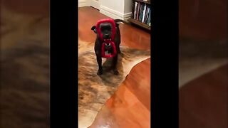 Funny Cats and Dogs videos 2024 ???? - Best Funniest Animal Videos