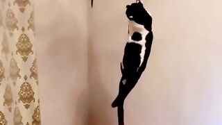 Hilarious Cat Moments That Will Make You Laugh Out Loud!????????????????