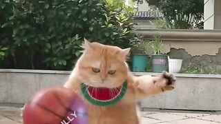 cute cat playing football match //cat playing football //football match