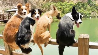 ???? Unveiling the Daily Life of Dogs