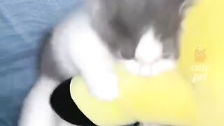 Cute cat compilation