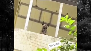 OMG- Skinwalkers caught on camera