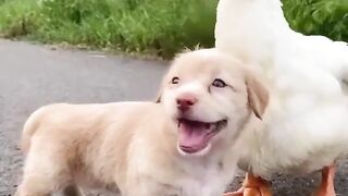 Vídeo amigos