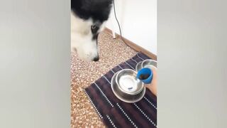 Funniest Dogs And Cats Videos ???? Best Funny Animal Videos