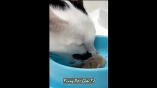 Animal Videos ???? Funniest Cats and Dogs Videos 2024 ???? @49.