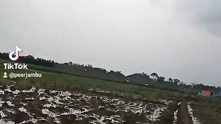Harvest Fresh Vegetables