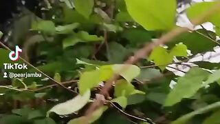 Fresh Vegetable