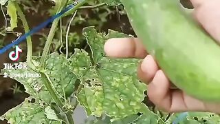 Harvest Cucumber