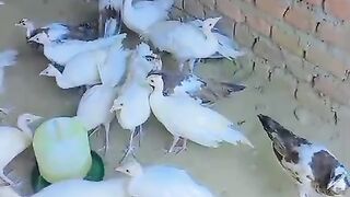 The flock of peacocks
