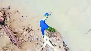 Pretty peacock
