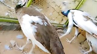Group of peacock