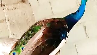 Peaccock birds