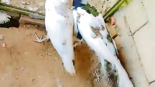 Flocked together