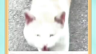 stray cat my true friend