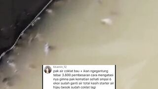 Kolam D3 tebar 3800 ekor bibit lele AUTO tepar❗Dah dibilangin PEMULA jangan dulu tebar PADAT