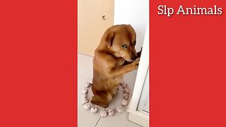 Funny Cats And Kittens Meowing Compilation 2023 || NEW