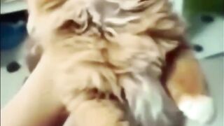 Cute Cat and Dog you.. Will make happy... Silly dogs Funny Pets.. To Funny Pets....