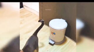 Cute Cat and baby cat funny  Ep4