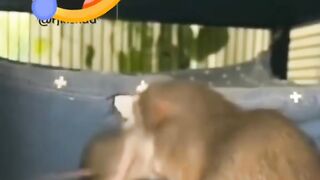 Funny vedio rat mom with rat babies ????????????