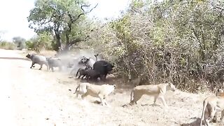 MotherBuffaloTakesDownLionWithsurprisingEaseToSaveHisBabyDingovsKangaroo