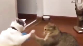 FUNNY CAT ????????