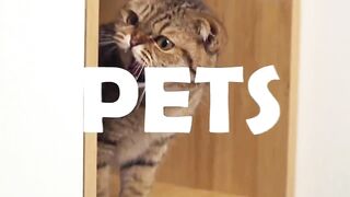 Funniest Cats and Dogs videos????????Funny Animal videos 2023