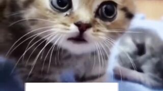 ????Gatos engraçados 2023