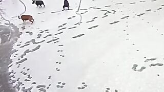 Their dogs were sliding down the ice ????