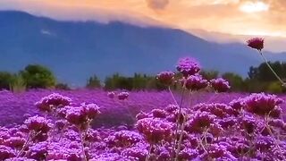 Beautiful view of nature 198
