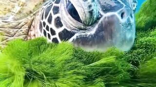 Reality of sea
