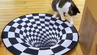 Funny cats??? and dogs ???? compilations. || funny videos  - Try not to laugh!!