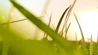 Beautiful view of nature 190