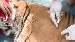 Animal help
