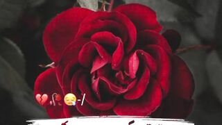 Very beautiful Poetry ????❤️ emotional words written  editing by Raheel Khokher whatspp status