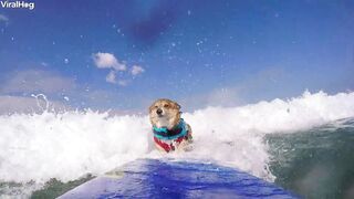 Corgi boting