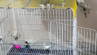 Parrots fighting